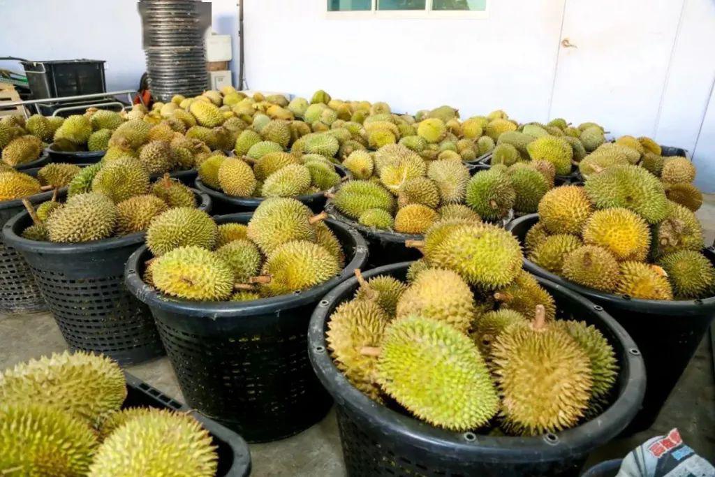 1623916886327471.jpg 1 (1).jpg