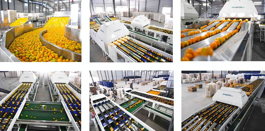 1624238701136415.jpg 2.jpg